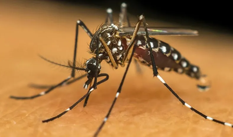 Quase 900 casos de dengue em Linhares nos 2 primeiros meses de 2025