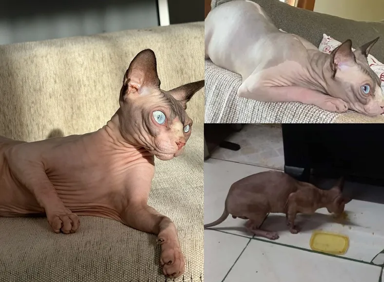Thomas Shelby: O gatinho lindo e fujão que apareceu após divulgação no @euviemlinhares