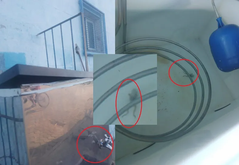 Sapo aparece dentro de bebedouro de complexo esportivo em Linhares. “Vandalismo”