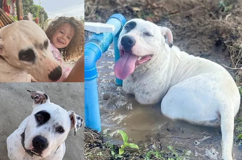 Recompensa: Kiara foge em Sooretama, localidade de Patioba