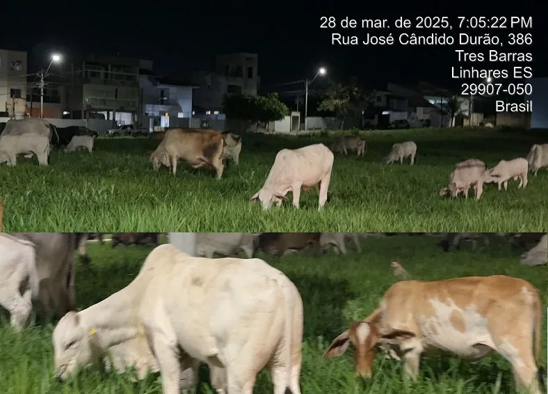 Boiada na cidade: Não é uma fazenda, é o bairro Três Barras, Linhares
