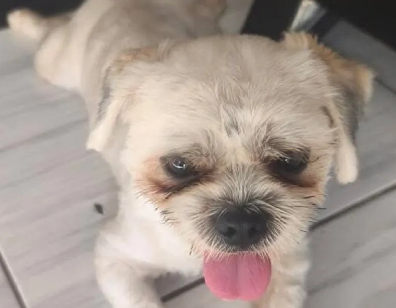 Theo: Final feliz do Au, Au, Miau também no “Insta” do Eu Vi em Linhares