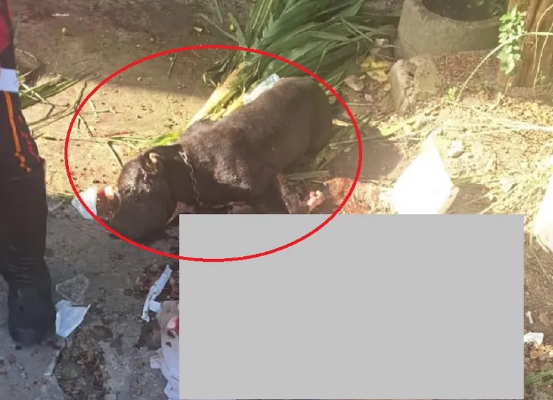 Pitbull ataca e dilacera braço da dona em Marataízes