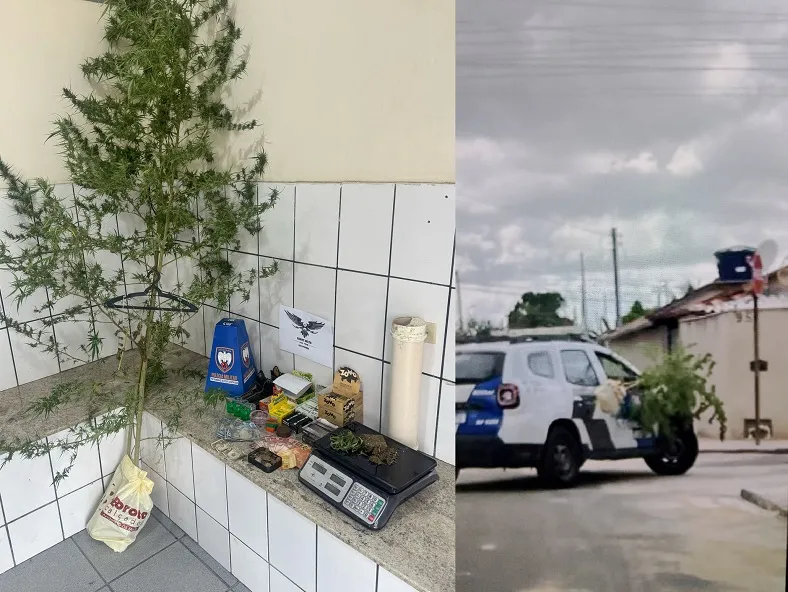 Pezões de maconha chamam atenção durante transporte para a delegacia de Boa Esperança