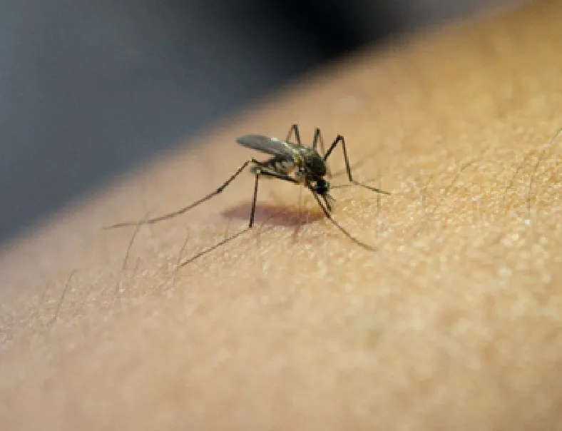 Febre Oropouche: O incrível trajeto do ovo ao nascimento do mosquito transmissor da doença