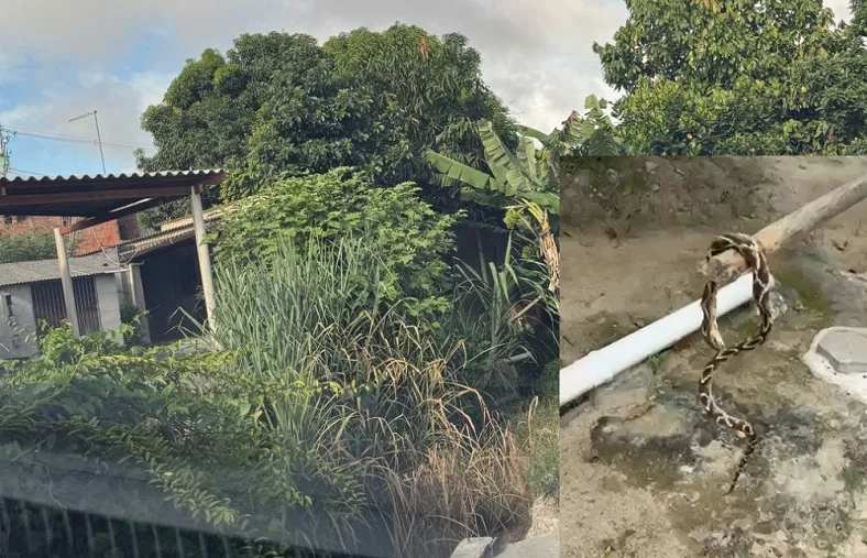 Sujeirada em Sooretama: “Peço há 1 mês a limpeza”, diz leitora que encontrou até cobra por lá