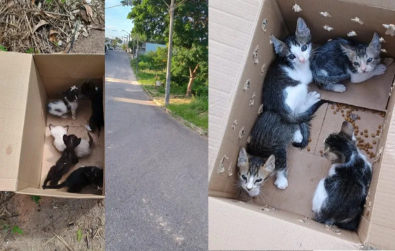 Gatos e cachorros abandonados em Linhares. “Acabam atropelados ou devorados por predadores”
