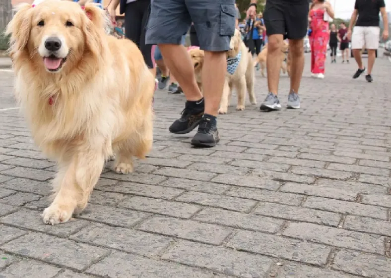 Domingo, 4: Cãominhada vai conscientizar e alegrar Vitória, Capital do ES