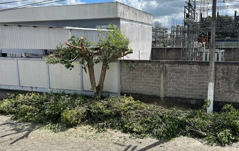Poda drástica de árvore revolta leitora em Linhares. “Crime ambiental”