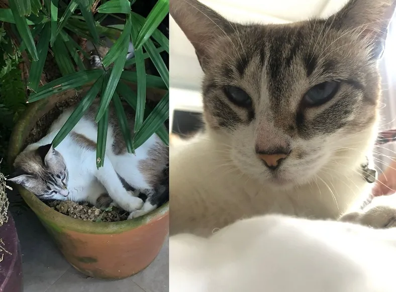 Tem recompensa: Manteiga foge no Três Barras, e filho não para de chamá-la