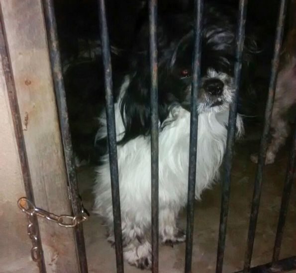 De quem é esse cachorrinho lindo? Ele foi encontrado sábado