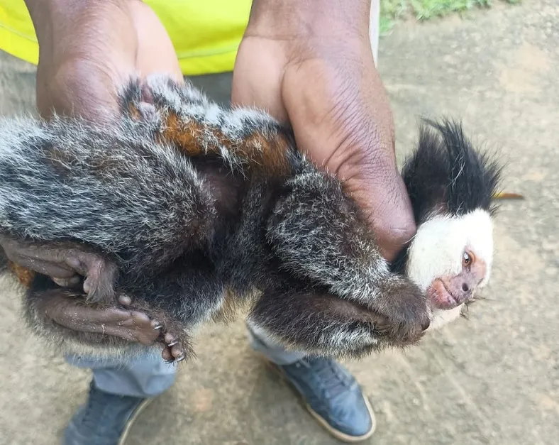 Vereador resgata macaquinho atropelado na BR-101 em Linhares