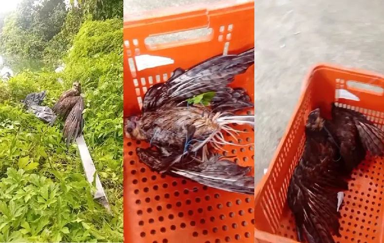Gavião é resgatado preso em fios às margens de lagoa urbana de Linhares