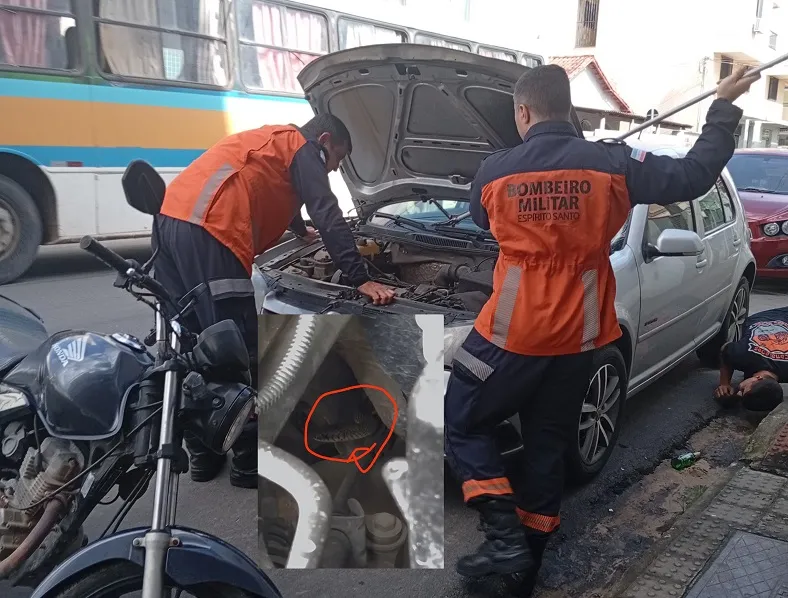 Cobra fica três dias em motor de carro em Linhares. “Ganhou a rua e sumiu”
