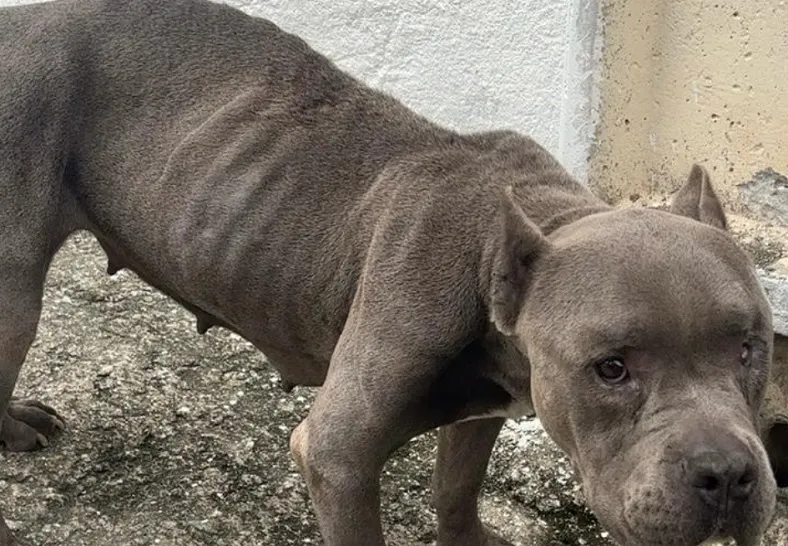American Bully em estado crítico é resgata em bairro nobre de Vila Velha. Tutor foi preso