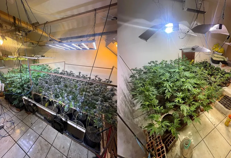 Canil de fachada: 90 pés de maconha apreendidos pela PM na Serra