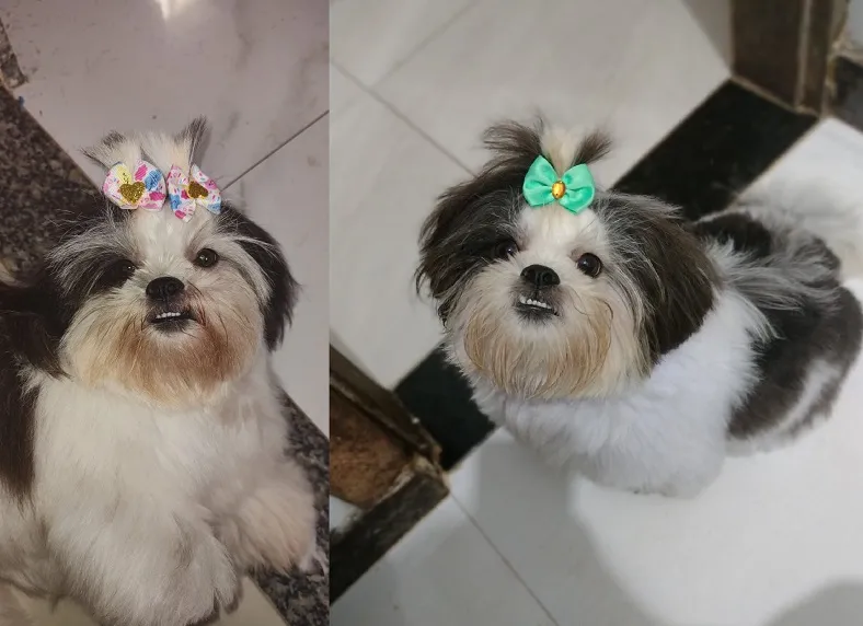Meg foge no Canivete. “Criei desde bebê, me ajudou na luta contra a depressão”