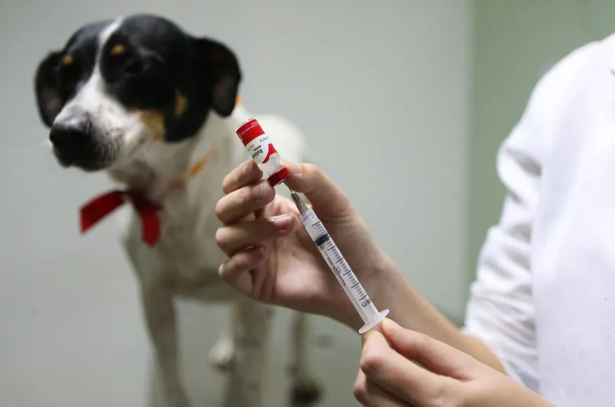 Vacinação em cães e gatos em Linhares: É de graça e campanha já começou