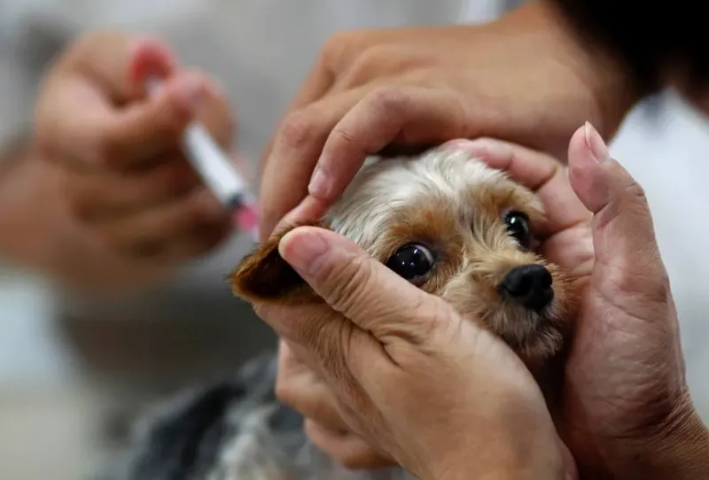 Hoje, 12: Vacine seu doguinho ou bichano no Farias, São Rafael, Japira e Rio das Palmas
