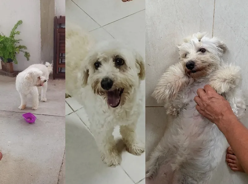 Movelar: Teca foge, menino de 4 anos pede ajuda aos leitores