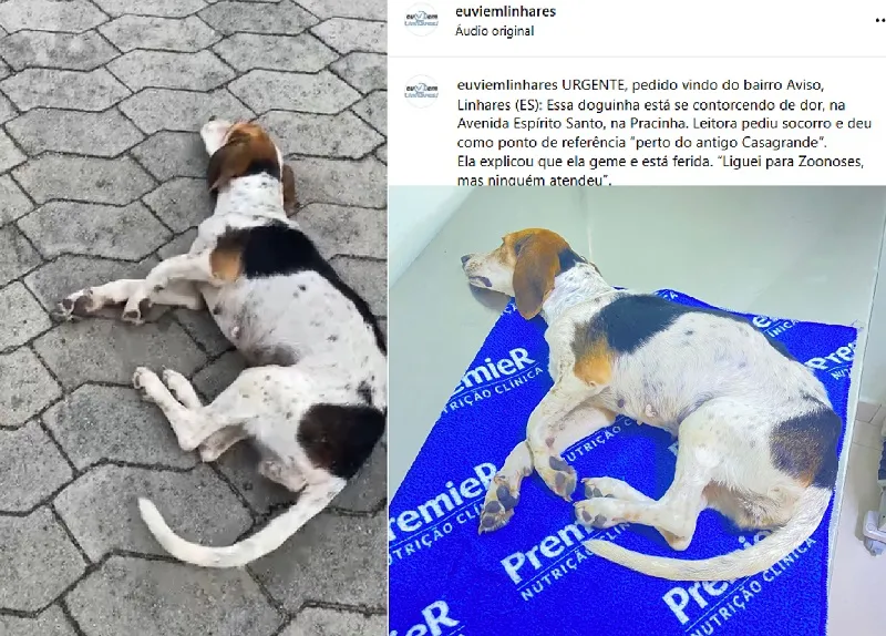 Doguinha agoniza em praça do Aviso, Linhares. Leitores a acudiram