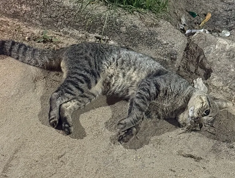 Maldade humana em Linhares: Gatinho envenenado se debate e morre em via pública