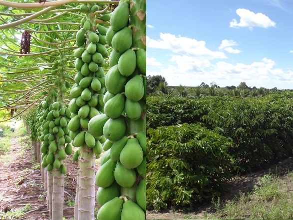 IBGE: Linhares desponta na produção de mamão, café, cacau e coco
