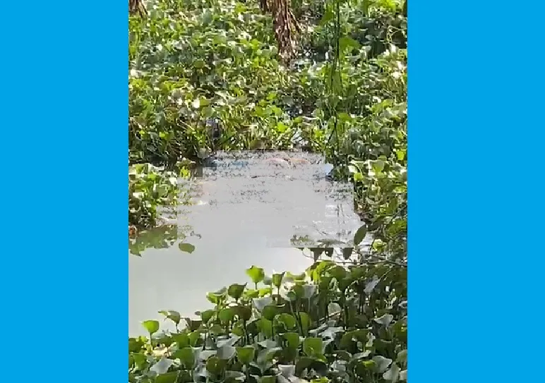 Corpo encontrado na lagoa em Linhares. Foi na área do Porto do Bote