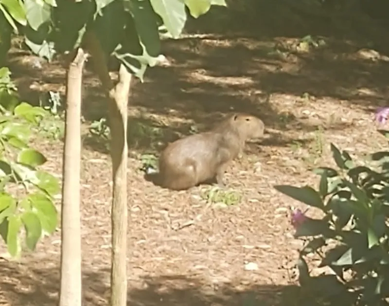 Capivaras estariam sendo abatidas por humanos em Linhares. “Zelem por elas”
