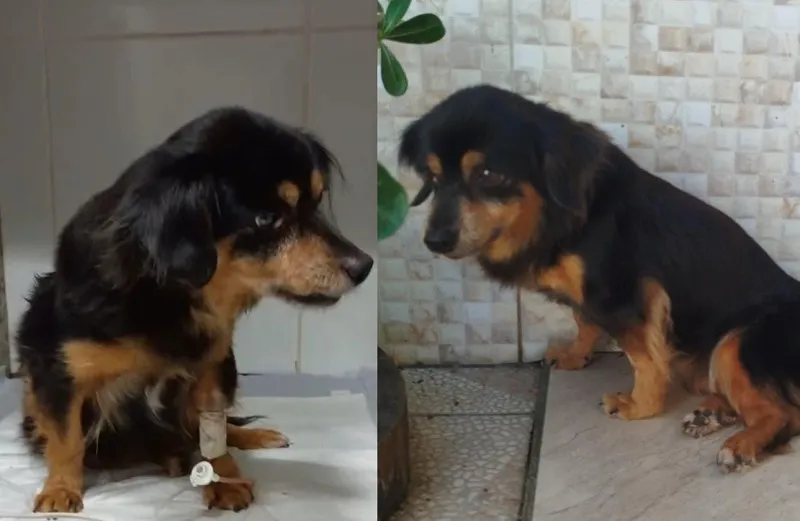 Procura-se dono ou quem queira adotar doguinha acolhida no Centro de Linhares