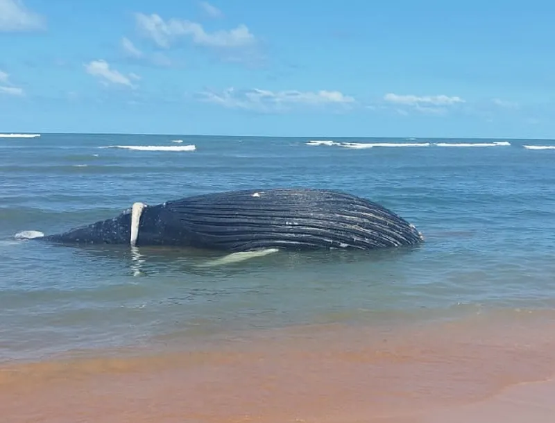 Baleia aparece morta no mar de Aracruz