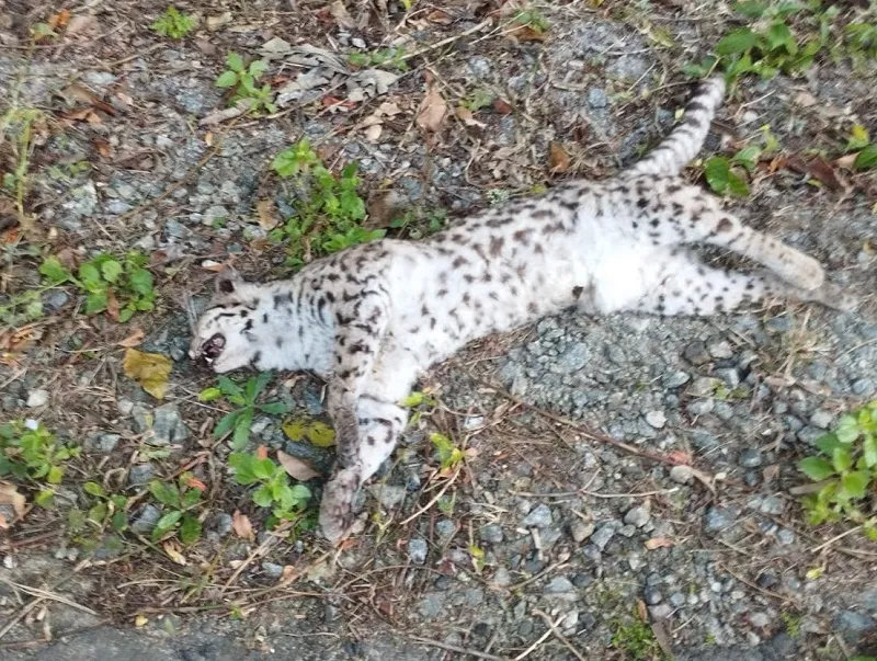 Leitora encontra felino morto na ES-248, Linhares. “Pensei que fosse pelúcia”
