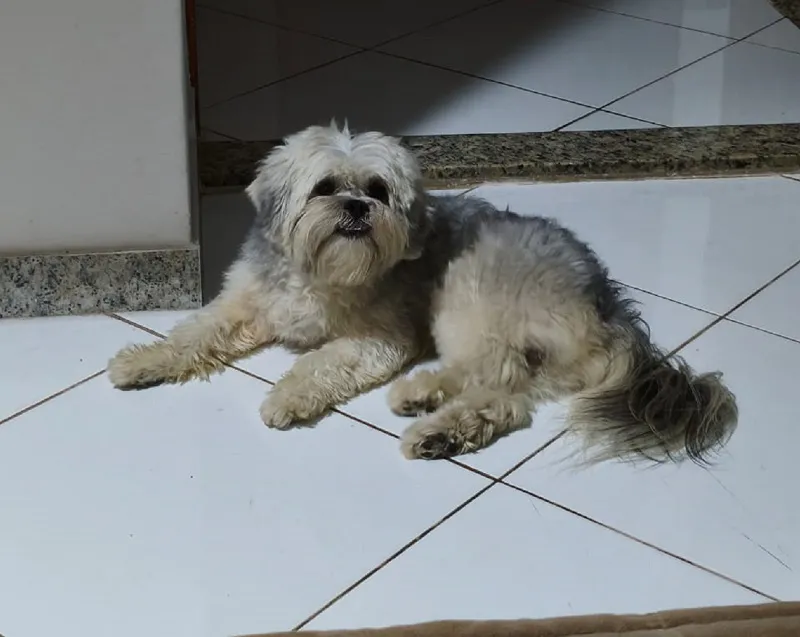 Tem recompensa: Scooby se desespera com fogos, e foge no Conceição
