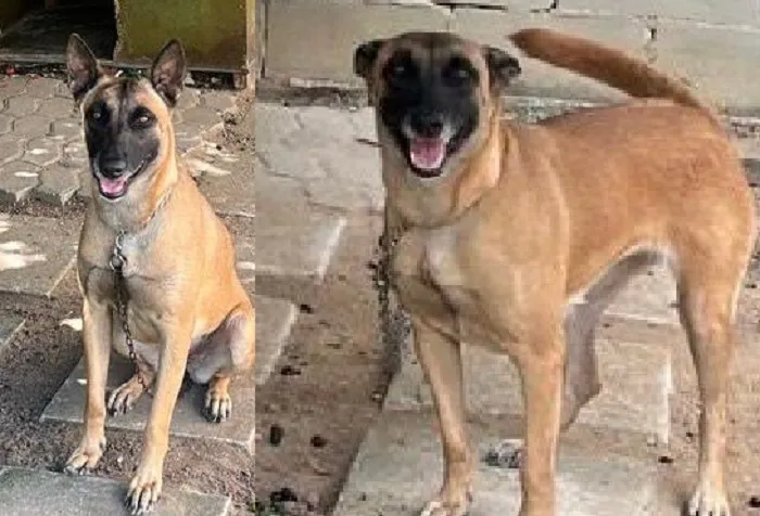 Recompensa para quem encontrar a Amora. Fugiu no Interlagos