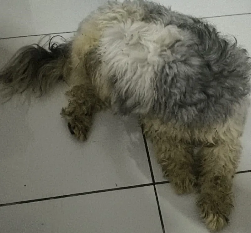 Scooby encontrado! Do Conceição, foi parar do outro lado da BR-101