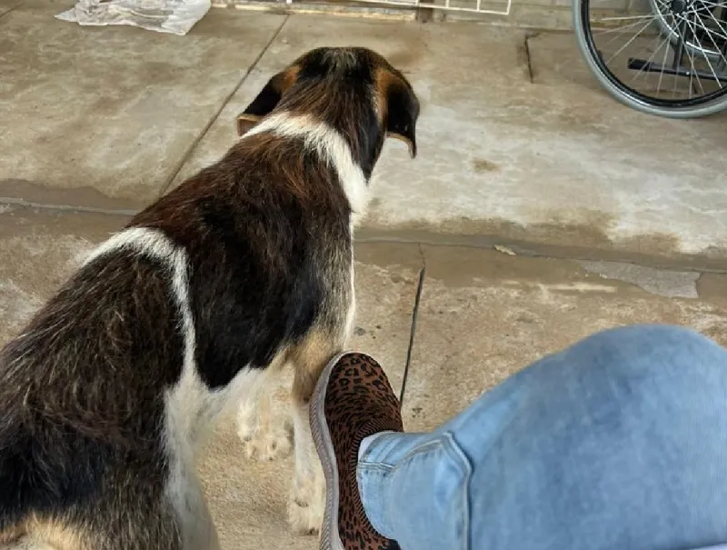 Pontal do Ipiranga: Leitora pede ajuda para localizar doguinho comunitário. “O levaram pro Centro de Linhares”