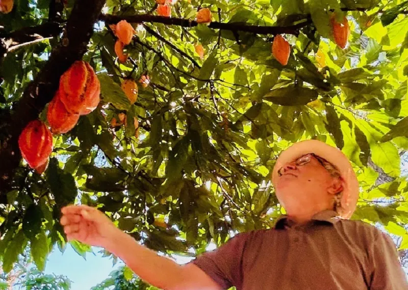 Assistência rural ajuda no aumento da produção de cacau de cabruca na foz do Rio Doce