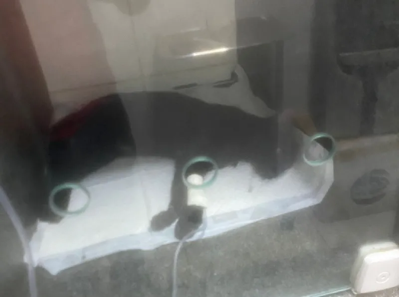 “Envenenaram meus gatinhos. Um morreu”, diz leitor do Jocafe 2