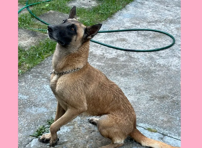 Amora é reconhecida por leitor na rua. Criança chora de alegria