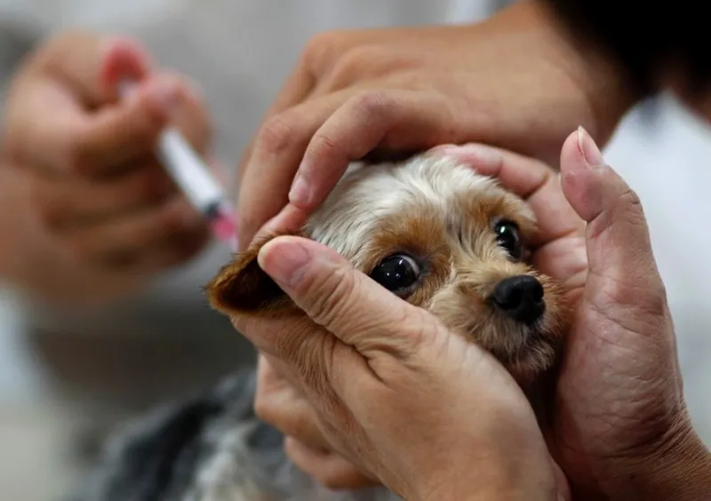 Sábado, dia 6: Tem vacina de graça para cães e gatos em 4 bairros de Linhares