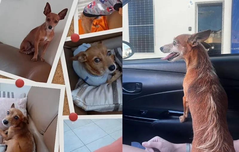 Tem recompensa: Doguinho epiléptico foge no Lagoa do Meio. “Precisamos encontrá-lo”