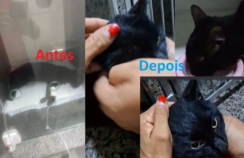 Chico sobrevive após envenenamento, tutores choram de emoção. Crime foi no Jocafe 2, Linhares
