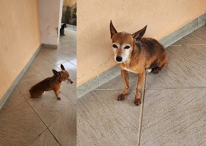 Cockie passa a noite namorando, deixa tutores desesperados, e volta com cara de cansado