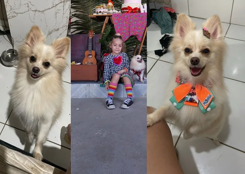 Recompensa: Lulu foge no Movelar, dona se desespera. ‘Tem problema nos ossos’