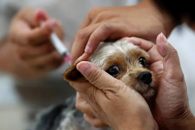 Cães e gatos: Vacinação de graça no próximo fim de semana em 3 bairros 1 Distrito de Linhares