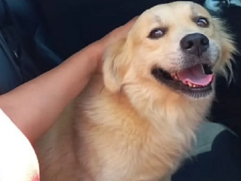 Alegria de volta ao lar do Fofinho. “Gratidão”, diz tutor