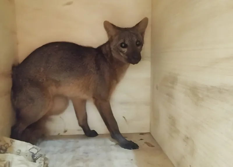 Raposa é resgatada no bairro Shell, em Linhares