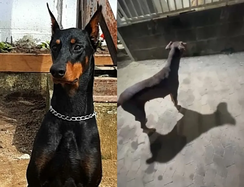 Recompensa: Thor e Lola fogem no Aviso. Ele é idoso e faz tratamento de próstata