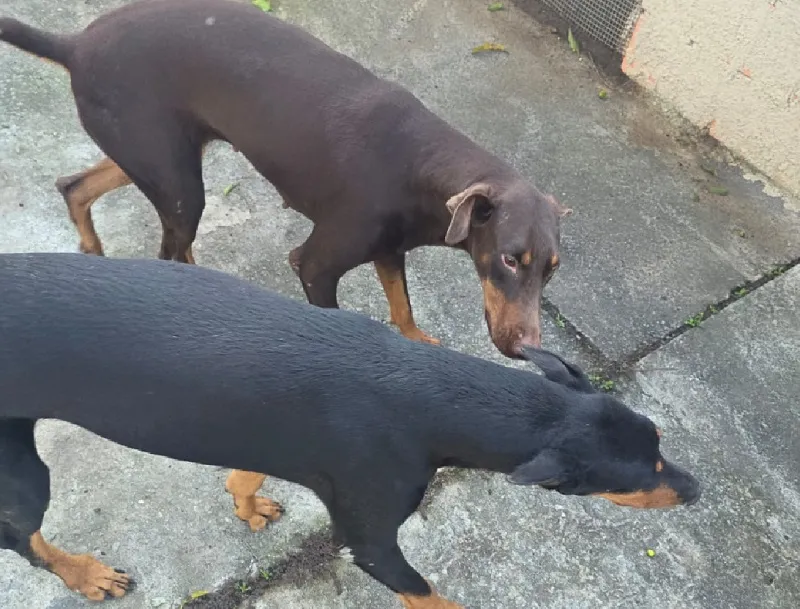 Thor e Lola encontrados! “Viram no Site e nos ligaram”