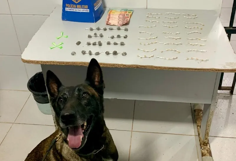 Prejú para o tráfico no Planalto, Linhares, após ação do GA e K-9
